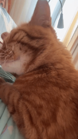 Orange tabby cat resting on striped blanket in Vologda
