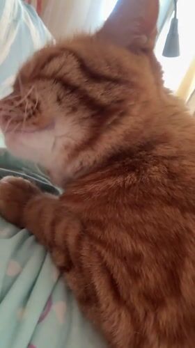 Orange tabby cat resting on striped blanket in Vologda