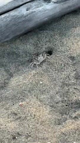 The video shows a small, light-colored crab positioned next to a hole in a sandy surface. In the background, a piece of weathered driftwood is visible. The crab is stationary, its legs extended around it. The sand appears to be damp and is speckled with dark grains. The lighting is natural.