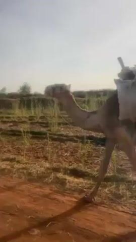 The video shows a camel walking along a dirt path next to a field of tall grass. The camel is loaded with two large bags secured to its back with straps. A man wearing a blue shirt and black head covering approaches the camel from the right side of the frame and appears to touch or adjust something on the camel’s load. The sky is overcast, and some trees are visible in the background. The overall setting appears rural.