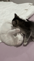 Kittens play and wrestle on bed in Çekmeköy
