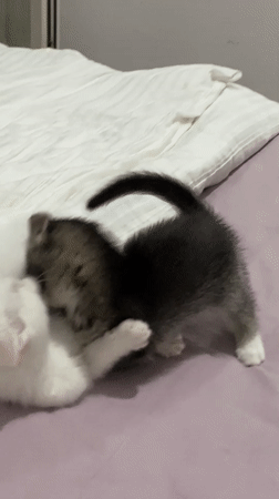 Kittens play and wrestle on bed in Çekmeköy