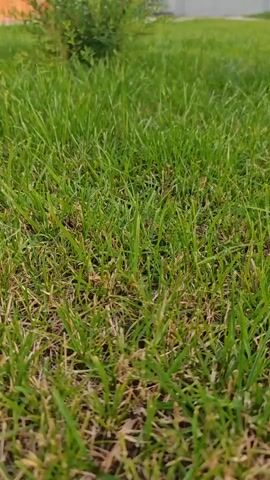 The video shows a low-angle shot of a grassy lawn on a sunny day. In the foreground, the grass is dense with some patches of dry blades. A small, leafy bush with lighter green foliage is visible to the left, casting a shadow on the grass. In the background, a white fence runs horizontally, and beyond that, several trees and more green foliage can be seen. The overall impression is of a well-maintained outdoor space.