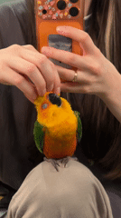 Person bonds with colorful parrot companion in Khimki