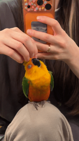 Person bonds with colorful parrot companion in Khimki