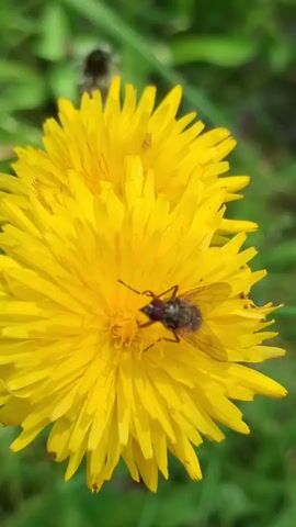 A close-up shot focuses on a bright yellow dandelion in full bloom. A small, dark-colored fly with transparent wings is perched on the center of the flower, its legs and proboscis extended as if feeding. The background is blurred, showing green foliage and a darker, out-of-focus object that may be another flower head. The lighting suggests it is daytime with natural sunlight.