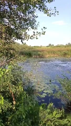 A serene natural scene unfolds with a slow pan across a tranquil body of water. The water, a deep blue, is dotted with numerous green lily pads, suggesting a shallow and peaceful environment. On the far side of the water, tall reeds and grasses create a lush, green and brown border, their tops swaying gently in the breeze. The sky above is a clear, bright blue, with a few wispy white clouds. The foreground is filled with dense green foliage and branches, framing the view of the water and the distant reeds. The overall impression is one of calm and natural beauty.