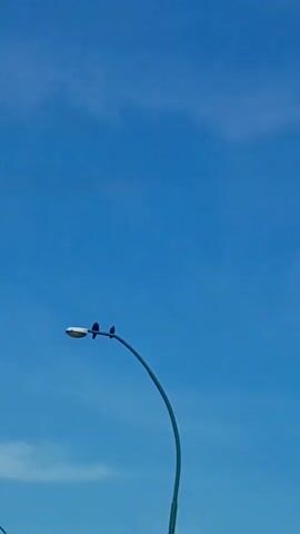 A street light with a curved pole is seen against a clear blue sky. Two black birds are perched on the horizontal arm of the street light, near the lamp. The birds appear to be still. The scene is static and outdoors.