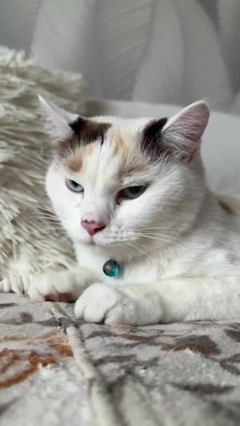 A close-up, medium-angle shot shows a cat lounging on what appears to be a sofa. The cat is mostly white with patches of brown and black on its head. It has blue eyes and a pink nose. A small part of its pink tongue is visible. The cat is wearing a blue collar with a blue pendant. The sofa is covered with a grey patterned blanket and there is a fluffy white pillow behind the cat. The overall lighting is soft.