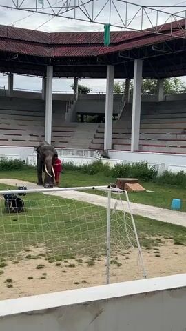 An elephant with large tusks stands on a grassy area in front of a tiered seating structure. A person wearing a red shirt stands next to the elephant. A soccer goal is visible in the foreground, and a blue bucket and wooden object are in the background. The sky is overcast.