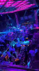 Nightclub activity and resting dogs documented in Sofia