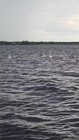 A wide shot shows a body of water with several white birds swimming in it. The water is dark and choppy, with small waves. The sky is overcast and grey. In the distance, there is a green shoreline with trees and some buildings. The birds are scattered across the water, with some swimming alone and others in small groups. The camera is stationary.