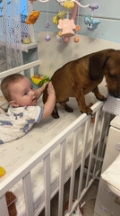 Baby plays with dog, interacts with adult in Russia