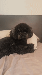 Lazy morning scenes with black poodle in Đà Nẵng bedroom
