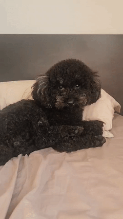 Lazy morning scenes with black poodle in Đà Nẵng bedroom