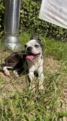 Boston Terrier explores a park and neighborhood streets in Icheon-si