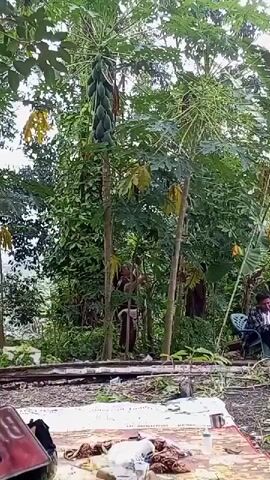 The video shows an outdoor scene with lush green vegetation, including several papaya trees laden with fruit. In the foreground, a patterned blanket or rug is spread on the ground with various items on it, including a plastic bottle and what appears to be food or debris. A person is seated in a chair to the right of the frame, looking towards the left. Several other individuals are partially visible in the background, among the trees. The overall atmosphere suggests a casual outdoor gathering or rest stop.