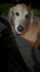 Dogs spotted in various locations around Guarne, Colombia