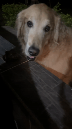 Dogs spotted in various locations around Guarne, Colombia