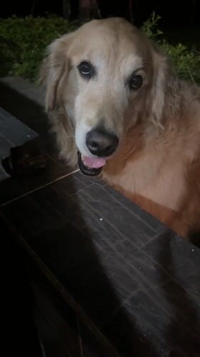 Dogs spotted in various locations around Guarne, Colombia