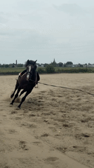 Horse training session observed in Belgian paddock Friday afternoon