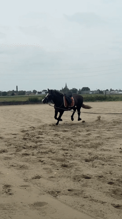 Horse training session observed in Belgian paddock Friday afternoon