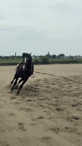 Horse training session observed in Belgian paddock Friday afternoon