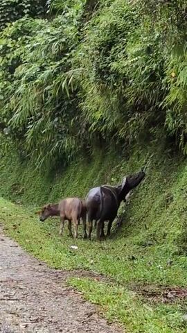 A video clip shows two water buffaloes, one adult and one calf, on the side of a road. The adult water buffalo is dark gray and faces away from the camera, appearing to be eating grass on a steep, green embankment covered in vegetation. The calf is a lighter tan color and stands next to the adult, also facing the embankment and seemingly grazing. The road in the foreground is unpaved and appears to be a dirt or gravel path. The environment is lush and green, suggesting a rural or forested area.