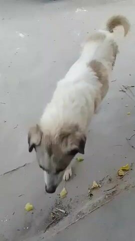 A medium shot shows a medium-sized dog with white and tan fur in an outdoor setting. The dog's head is lowered as it sniffs the ground, then it looks up toward the camera and licks its snout. The dog's tail is curled over its back. The ground appears to be concrete, with a few scattered yellow leaves. The camera angle is slightly above the dog's head.