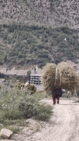 Keylong valley life: hay, a grazing donkey, mountain settlement