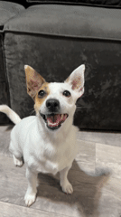 Jack Russell Terrier plays and poses on a wooden floor