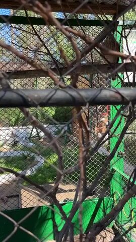 A bird is perched on a branch inside a cage. The cage is made of metal mesh and has green posts. There are also branches and some foliage visible inside the cage. The bird is facing towards the right of the frame and appears to be looking down. The lighting suggests it is daytime. The camera is looking through the cage at the bird.