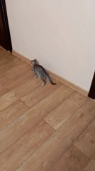 Domestic cats observed in routine indoor activities, Baksan Russia