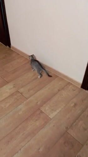 Domestic cats observed in routine indoor activities, Baksan Russia