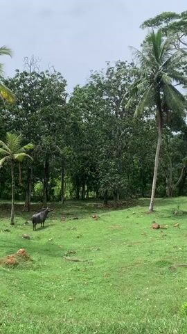 The video shows a green field with a water buffalo standing in the middle. Several trees, including palm trees, surround the field. The sky is overcast. The buffalo is dark in color, and the grass is bright green. There are some rocks and dirt patches visible in the field.