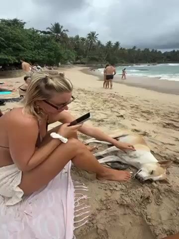 A woman is sitting on a sandy beach looking at her cell phone while petting a dog lying on the sand next to her. She is wearing a bikini top and has a white wrap around her lower body.  There is a pink towel under her. The dog is light brown and white. In the background, there are other people on the beach, the ocean, and palm trees.  The sky is cloudy.