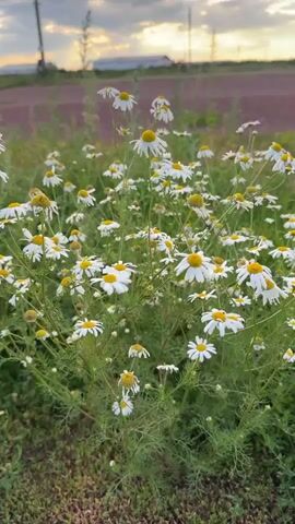 A medium shot video shows a patch of wild chamomile flowers in the foreground. The flowers are white with yellow centers and are in various stages of bloom. They are surrounded by green foliage and blades of grass. The background is out of focus, but it appears to be a field with a dirt road or path running through it. The sky above is cloudy with the warm glow of sunset. The overall mood of the video is peaceful and serene.