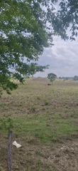Buffalo sighting and portrait documented in Vallecito, Venezuela