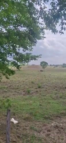 Buffalo sighting and portrait documented in Vallecito, Venezuela