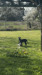 Dog observed near water feature in Bulgarian garden