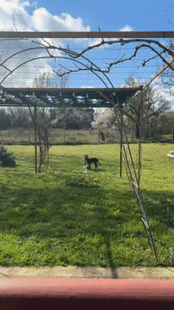 Dog observed near water feature in Bulgarian garden