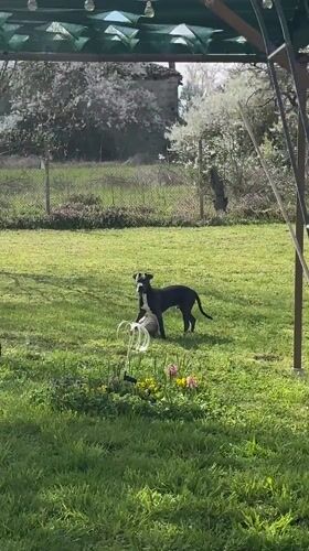 Dog observed near water feature in Bulgarian garden