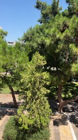The video shows an outdoor scene with lush green trees under a clear blue sky. In the foreground, a patterned walkway leads into a park-like area. Several individuals are visible. Two men are standing and conversing on the walkway. Further into the park, a woman is seated on a bench, and another person is partially visible near a tree. The environment appears to be a public space with paved walkways, grass, benches, and abundant foliage.