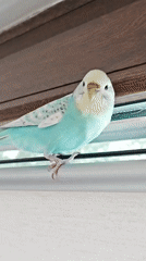 Blue budgie pauses on windowsill, then flies away