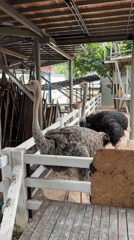 Morning walkthrough of a Ko Samui animal park