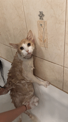 Pet bath day in Świdnica: soapy cat, possible dog cameo