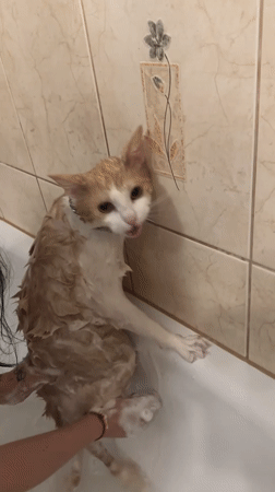 Pet bath day in Świdnica: soapy cat, possible dog cameo