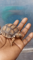 Small tortoise held in palm in Nigeria