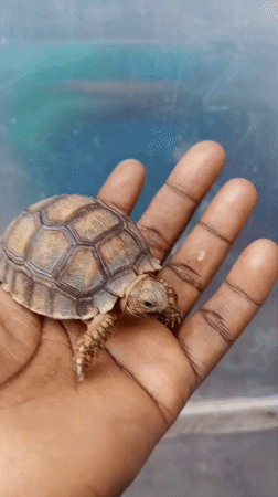 Small tortoise held in palm in Nigeria