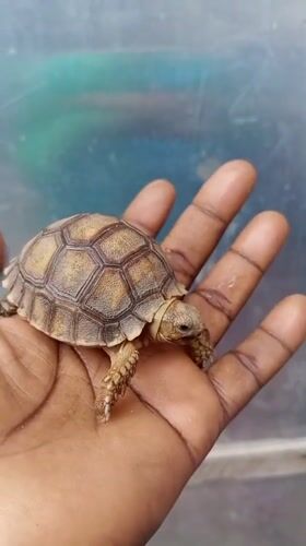 Small tortoise held in palm in Nigeria